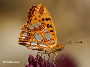 Queen-of-Spain-Fritillary-butterfly-Issoria-lathonia-2725