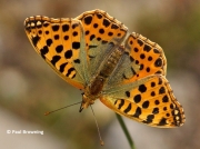 Queen-of-Spain-Fritillary-butterfly-Issoria-lathonia-2726