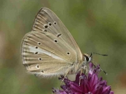 Ripart's Anomolous Blue butterfly-Agrodiaetus-ripartii-Spain 5-7-09 © P Browning