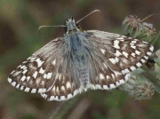 Safflower Skipper-butterfly-Pyrgus-carthami- male - Spain