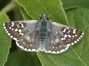 Male Safflower Skipper butterfly (Pyrgus carthami) Spain  - photo © P Browning