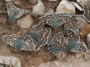 Safflower Skipper-butterflies-Pyrgus-carthami - Spain © P Browning