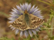 Sage-Skipper-butterfly-Muschampia-protomale - Teruel, Spain © P Browning