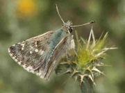 Sage-Skipper-butterfly-Muschampia-proto-male - Spain © P Browning