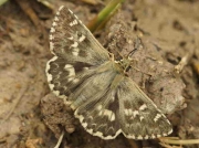 Sage-Skipper-butterfly-Muschampia-proto-male - Spain © P Browning