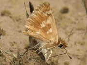 Sage-Skipper-butterfly-Muschampia-proto male underside - Spain © P Browning