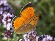Scarce Copper butterfly male f-miegii  - Asturias, Spain 2-7-09 © P Browning