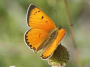 Scarce Copper butterfly male f-miegii  - Asturias, Spain 2-7-09 © P Browning