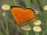 Scarce Copper butterfly male f-miegii  - Avila, Spain 25 -6-09 © P Browning