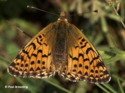 Shepherd's-Fritillary-butterfly-Bolaria-pales-2732