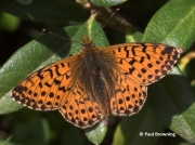 Shepherd's-Fritillary-butterfly-Bolaria-pales-2733