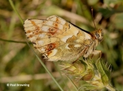 Shepherd's-Fritillary-butterfly-Bolaria-pales-2734