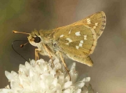 Silver-spotted Skipper male underside - Spain © P Browning