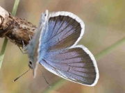 Silver-studded Blue butterfly male - Palencia 29-6-09 © P Browning