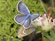Silver-studded-Blue-butterflies-Plebejus-argus-pair - Palencia 29-6-09 © P Browning