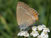 Sloe Hairstreak butterfly female - Alava, Spain 5-7-09 © P Browning