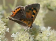 Small Copper butterfly male - Caceres, Spain 26-6-09 © P Browning
