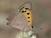 Small Copper butterfly male underside - Caceres, Spain 26-6-09 © P Browning