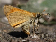 Small Skipper  butterfly-Pyrgus-amoricanus-underside - Spain © P Browning