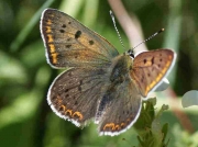 Sooty Copper butterfly male - Orientales, Pyrenees France-21-6-10 © P Browning