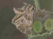 Southern marbled Skipper-butterfly-Carcharodos boeticus-female - Spain © P Browning