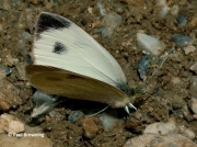 Southern-Small-White-butterfly-Artogeia-mannii-2667