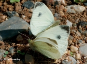 Southern-Small-White-butterflies-Artogeia-mannii-2668