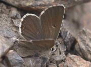 Spanish-Argus-butterfly-Aricia-morronensis-Spain 26-6-07 © P Browning