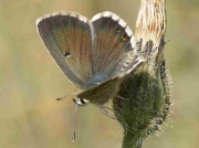 Spanish-Argus-butterfly-Aricia-morronensis-Spain 26-6-07 © P Browning
