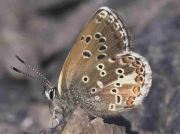 Spanish Argus butterfly male - Granada, Spain 26-6-07 © P Browning