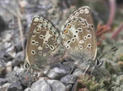 Spanish Argus butterfly pair - Granada, Spain 26-6-07 © P Browning