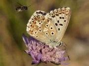 Spanish Chalkhill Blue butterfly male - Castellon, Spain 14-7-13 © P Browning