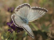 Spanish Chalkhill Blue butterfly male ssp-albicans - Granada, Spain 25-6-07 © P Browning