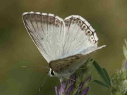 Spanish Chalkhill Blue butterfly male-ssp-arragonensis - Huesca, Spain © P Browning