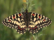 Spanish Festoon-butterfly-Zerynthia-ruminamale-male - Huelva, Spain © P Browning