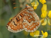 Spanish-Fritillary-butterfly-Eurodryas-desfontainii-spain-2780