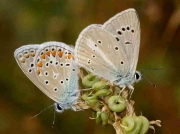 Spanish Furry Blue butterfly-Agrodiaetus-dolus-ssp-ainsae and Common Blue male- Spain -13-8-08 © P Browning