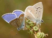 Spanish Furry Blue butterfly-Agrodiaetus-dolus-ssp-ainsae-and-Common-Blue-male-Spain -13-8-08 © P Browning