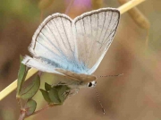 Spanish Furry Blue butterfly-Agrodiaetus-dolus-male-ssp-ainsae - Huesca, Spain 13-8-08 © P Browning