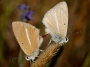 Spanish Furry Blue butterflies-Agrodiaetus-dolus- ssp-pseudovirgilia-Spain 15-8-08 © P Browning