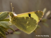 Spanish Greenish Black-tip butterfly  Euchloe-bazae