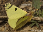 Spanish Greenish Black-tip butterfly  Euchloe-bazae ssp.iberae