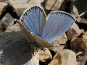 Spanish Zephyr Blue butterfly-Plebejus-hespericus-Spain 19-6-10 © P Browning