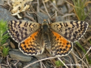 Spotted-Fritillary-butterfly-Melitaea-didyma-2750