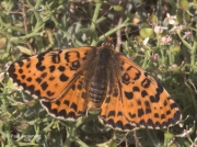 Spotted-Fritillary-butterfly-Melitaea-didyma-2751
