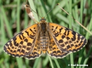 Spotted-Fritillary-butterfly-Melitaea-didyma-2752