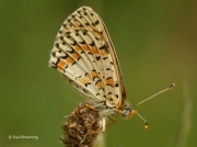 Spotted-Fritillary-butterfly-Melitaea-didyma-2754