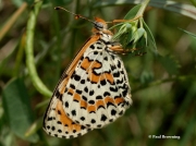 Spotted-Fritillary-butterfly-Melitaea-didyma-2755