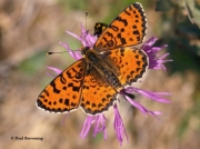 Spotted-Fritillary-butterfly-Melitaea-didyma-2756