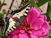 Swallowtail butterfly (Papilio machaon)-Catalonia-Spain